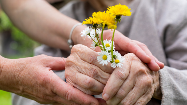 Äldre händer och blommor