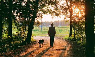 En kvinna är ute och går med en hund, man ser bara deras ryggar och de går i en skog med en solnedgång över trädtopparna