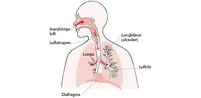 Illustration som visar andningsorgan