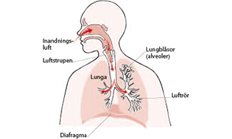 Illustration som visar andningsorgan