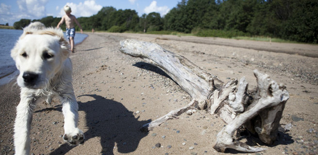 En hund och ett barn springer på en strand. Foto: Smålandsbilder