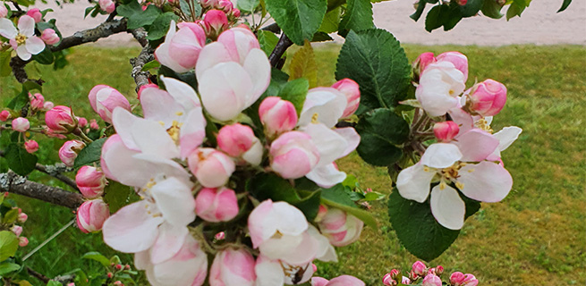 Ett träd som blommar.