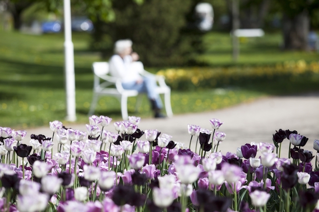 Äldre dam bland lila tulpaner