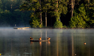 Fåglar i en sjö