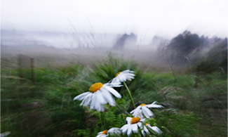 Suddig bild på blommor